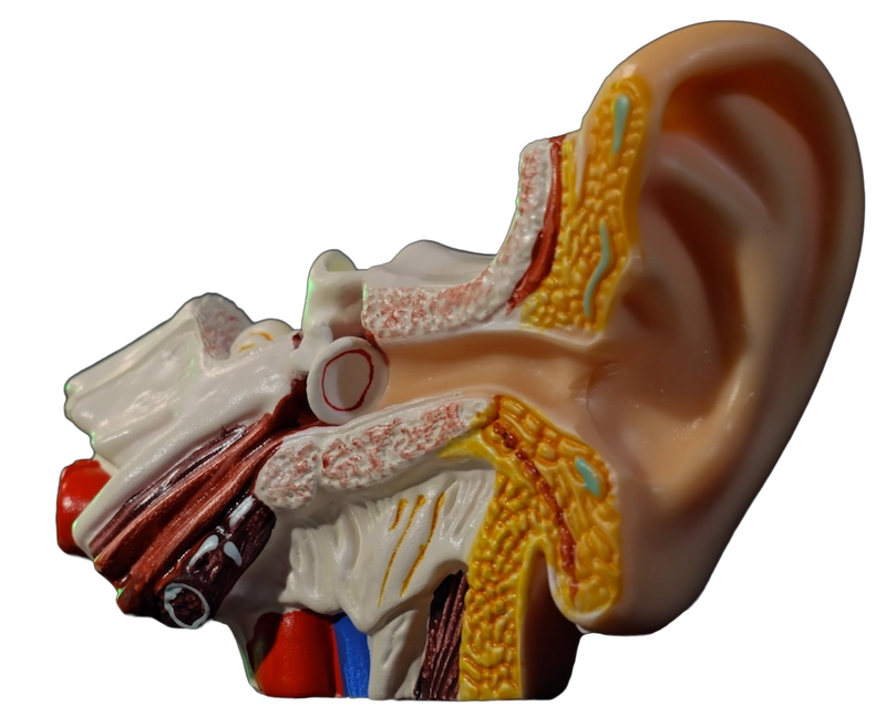 a8f0ef0-518a-d1ce-daee-20666b13cedf_Ear2-1